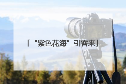 “紫色花海”引客来