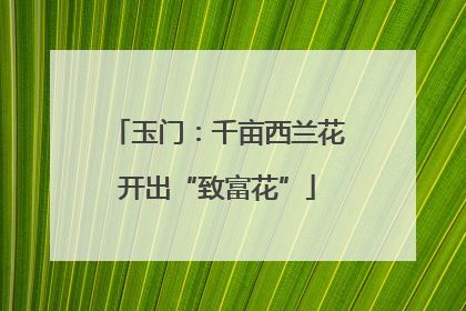 玉门：千亩西兰花开出“致富花”