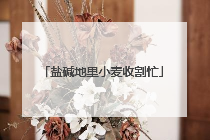 盐碱地里小麦收割忙