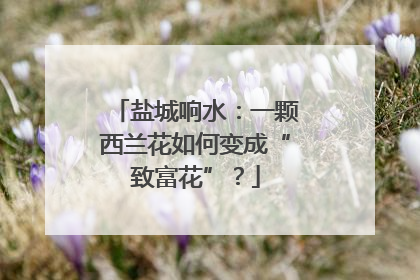 盐城响水：一颗西兰花如何变成“致富花”？
