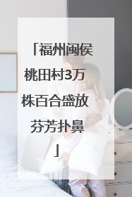 福州闽侯桃田村3万株百合盛放 芬芳扑鼻