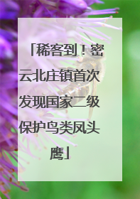 稀客到！密云北庄镇首次发现国家二级保护鸟类凤头鹰