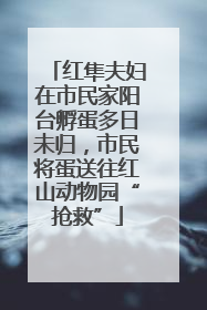 红隼夫妇在市民家阳台孵蛋多日未归，市民将蛋送往红山动物园“抢救”