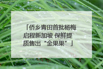 侨乡青田首批杨梅启程新加坡 保鲜提质售出“金果果”