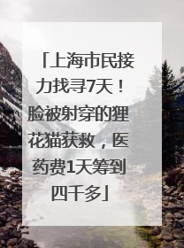 上海市民接力找寻7天！脸被射穿的狸花猫获救，医药费1天筹到四千多