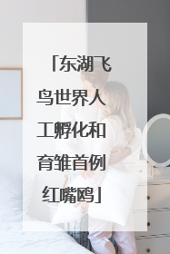 东湖飞鸟世界人工孵化和育雏首例红嘴鸥