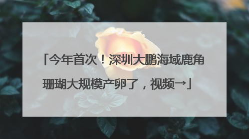 今年首次！深圳大鹏海域鹿角珊瑚大规模产卵了，视频→