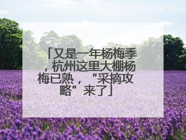 又是一年杨梅季，杭州这里大棚杨梅已熟，“采摘攻略”来了