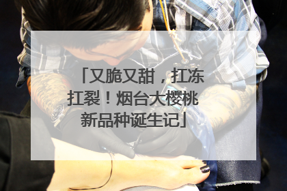 又脆又甜，扛冻扛裂！烟台大樱桃新品种诞生记