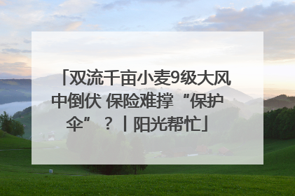 双流千亩小麦9级大风中倒伏 保险难撑“保护伞”？丨阳光帮忙