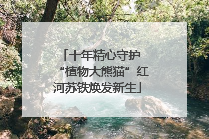 十年精心守护 “植物大熊猫”红河苏铁焕发新生