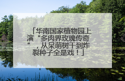 华南国家植物园上演“多肉界玫瑰传奇”，从呆萌树干到炸裂种子全是戏！