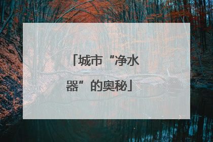 城市“净水器”的奥秘