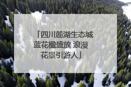 四川麓湖生态城蓝花楹盛放 浪漫花景引游人