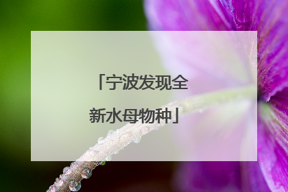 宁波发现全新水母物种