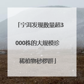 宁洱发现数量超3000株的大规模珍稀植物桫椤群