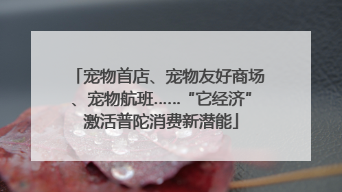 宠物首店、宠物友好商场、宠物航班……“它经济”激活普陀消费新潜能