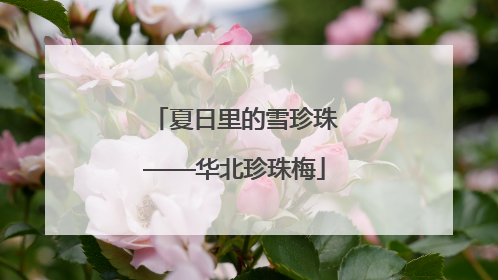 夏日里的雪珍珠——华北珍珠梅