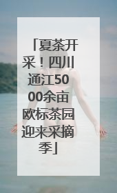 夏茶开采！四川通江5000余亩欧标茶园迎来采摘季