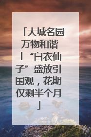 大城名园 万物和谐│“白衣仙子”盛放引围观，花期仅剩半个月