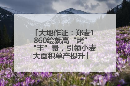 大地作证：郑麦1860绘就高“烤”“丰”景，引领小麦大面积单产提升