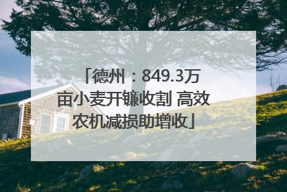 德州：849.3万亩小麦开镰收割 高效农机减损助增收
