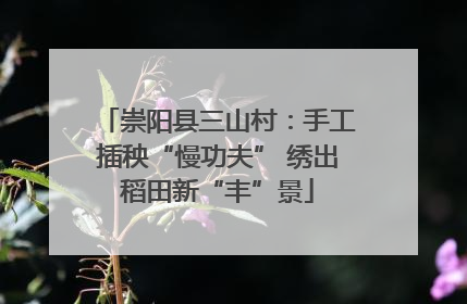 崇阳县三山村：手工插秧“慢功夫” 绣出稻田新“丰”景