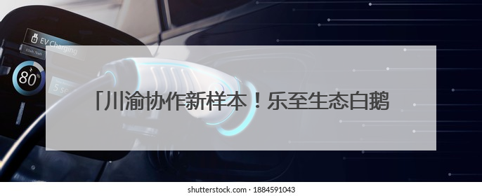 川渝协作新样本！乐至生态白鹅牵手荣昌卤鹅点燃产业新引擎