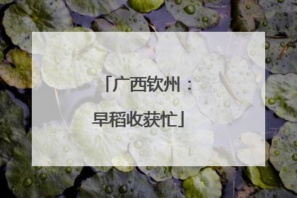 广西钦州：早稻收获忙