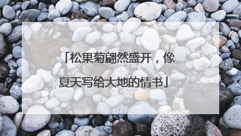 松果菊翩然盛开，像夏天写给大地的情书