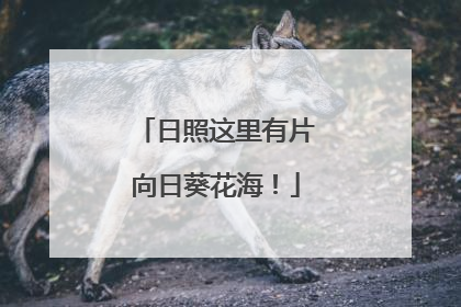 日照这里有片向日葵花海！