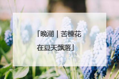 晚潮｜苦楝花在夏天飘落