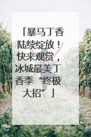 暴马丁香陆续绽放！快来观赏，冰城最美丁香季“终极大招”