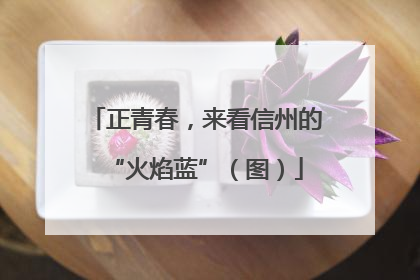 正青春，来看信州的“火焰蓝”（图）