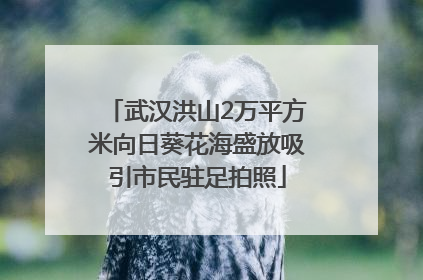 武汉洪山2万平方米向日葵花海盛放吸引市民驻足拍照