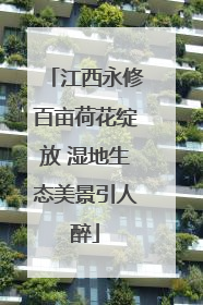 江西永修百亩荷花绽放 湿地生态美景引人醉