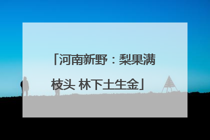 河南新野：梨果满枝头 林下土生金