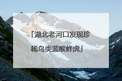 湖北老河口发现珍稀鸟类蓝喉蜂虎