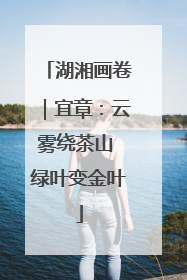 湖湘画卷｜宜章：云雾绕茶山 绿叶变金叶