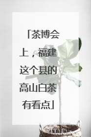 茶博会上，福建这个县的高山白茶有看点