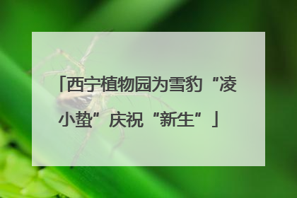 西宁植物园为雪豹“凌小蛰”庆祝“新生”