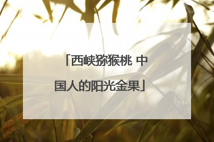 西峡猕猴桃 中国人的阳光金果