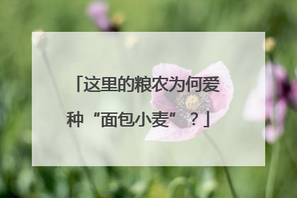 这里的粮农为何爱种“面包小麦”？