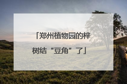 郑州植物园的梓树结“豆角”了