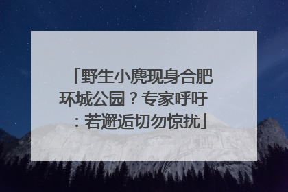 野生小麂现身合肥环城公园？专家呼吁：若邂逅切勿惊扰