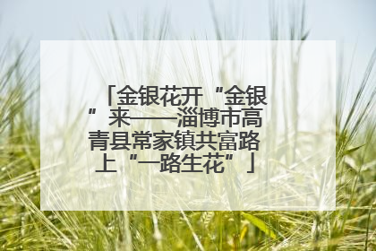 金银花开“金银”来——淄博市高青县常家镇共富路上“一路生花”