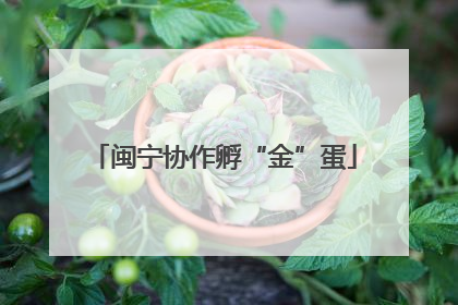 闽宁协作孵“金”蛋