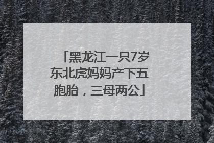 黑龙江一只7岁东北虎妈妈产下五胞胎，三母两公